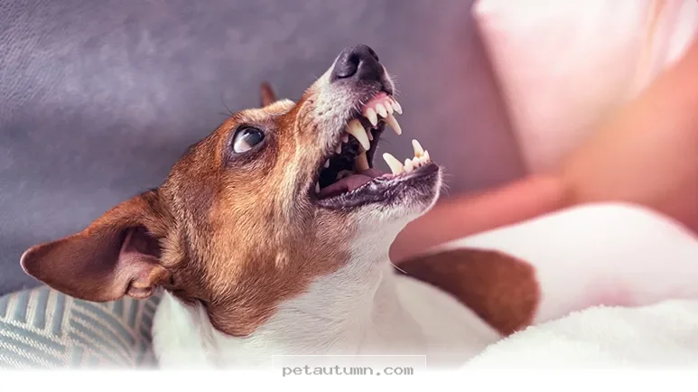 Understanding 2026 Canine Jaw Pressure Facts for Every Dog Owner