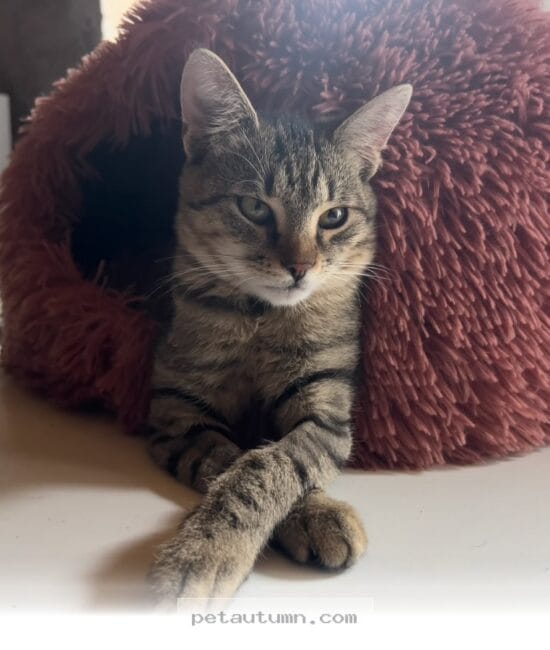 Understanding the Charming 2 Distinct Personalities of Cats in 2026
