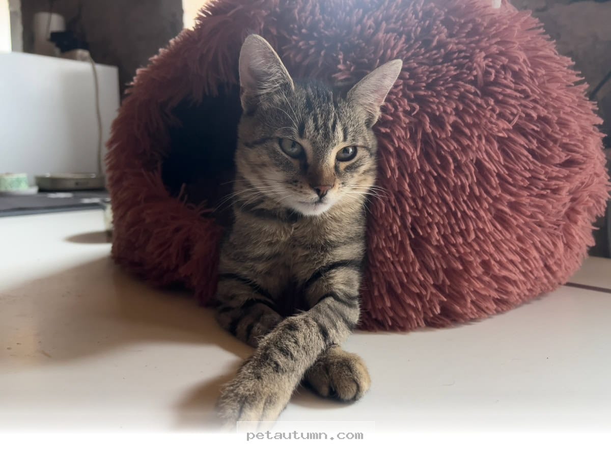 Understanding the Charming 2 Distinct Personalities of Cats in 2026