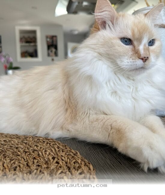 Understanding Your Pet's Daily Routine While You Are Away in 2026