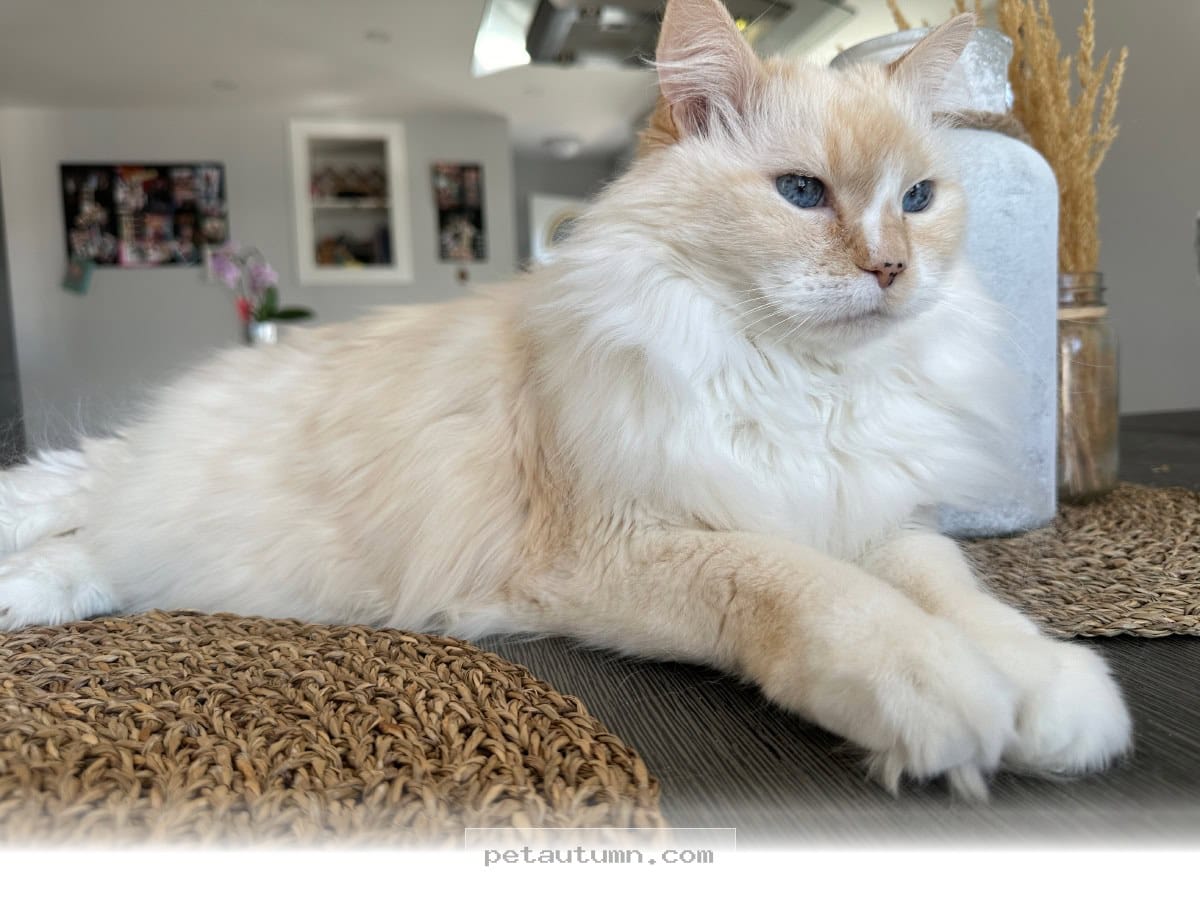 Understanding Your Pet’s Daily Routine While You Are Away in 2026