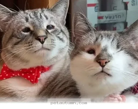 Understanding Your Unique 2026 Feline Companion With Humanlike Eyes