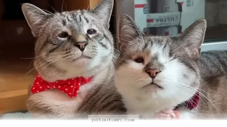 Understanding Your Unique 2026 Feline Companion With Humanlike Eyes