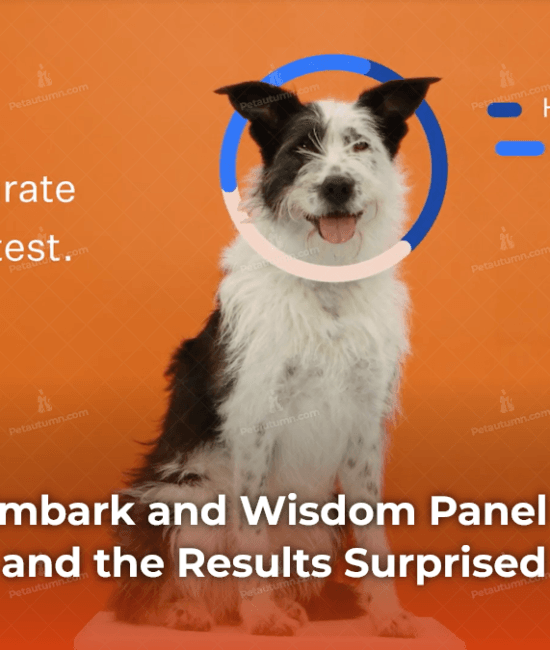 we-tested-embark-and-wisdom-panel-on-a-rescue-dog-and-the-results-surprised-us
