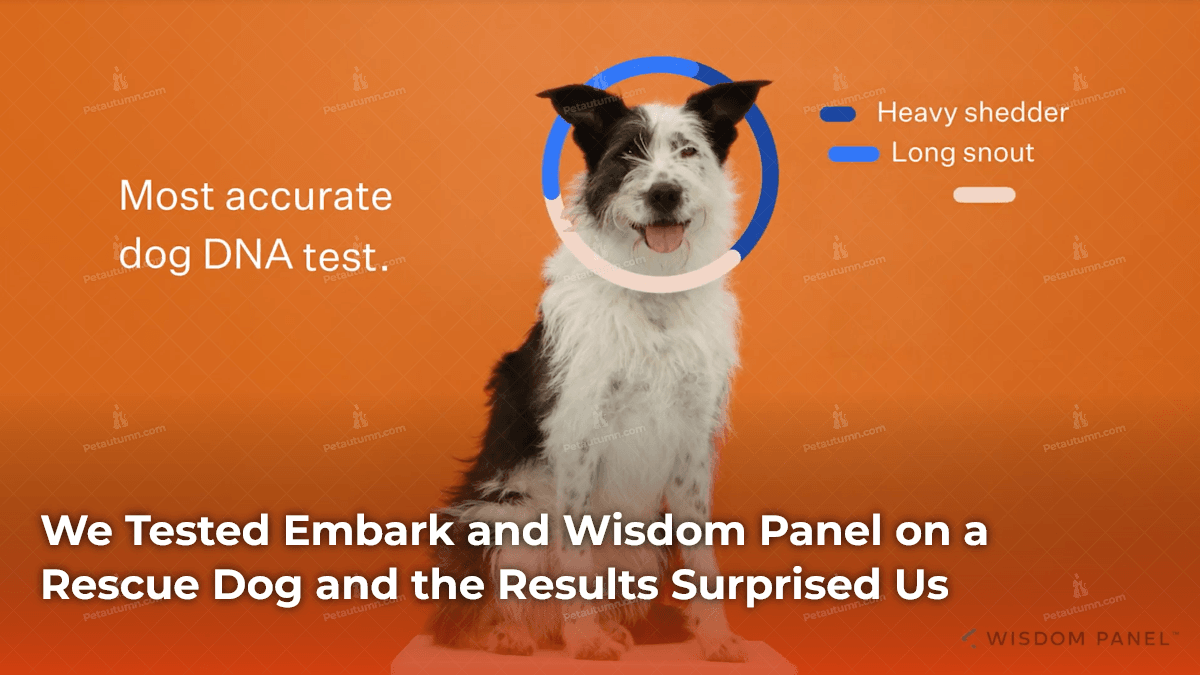 we-tested-embark-and-wisdom-panel-on-a-rescue-dog-and-the-results-surprised-us