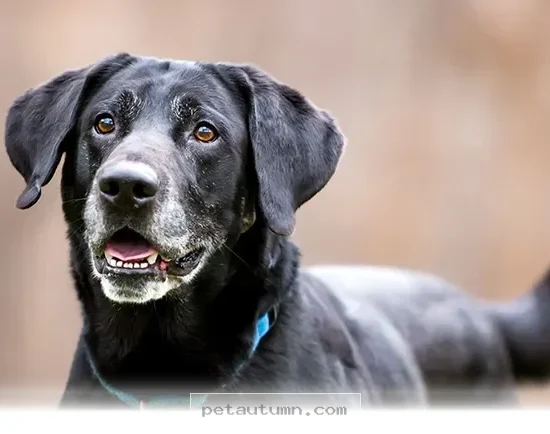 What 80 Lab Retrievers Taught Experts Over a 12 Year Study in 2026