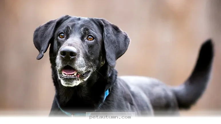 What 80 Lab Retrievers Taught Experts Over a 12 Year Study in 2026