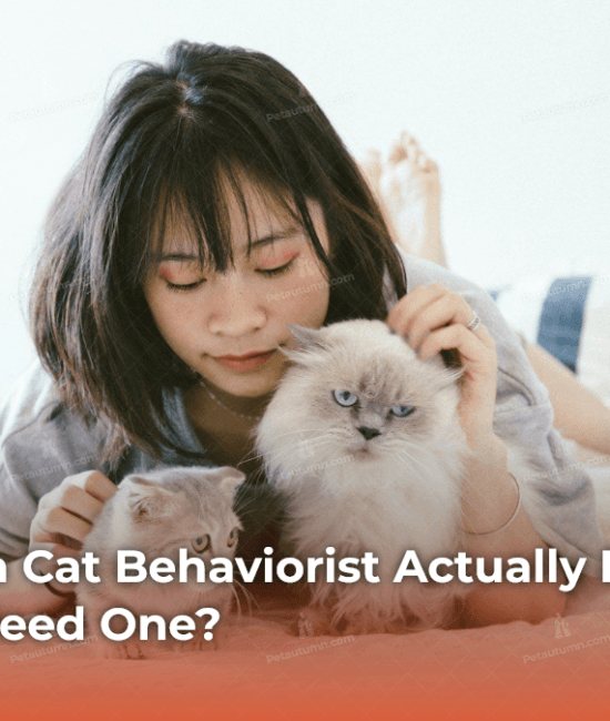 what-does-a-cat-behaviorist-actually-do-and-do-you-really-need-one