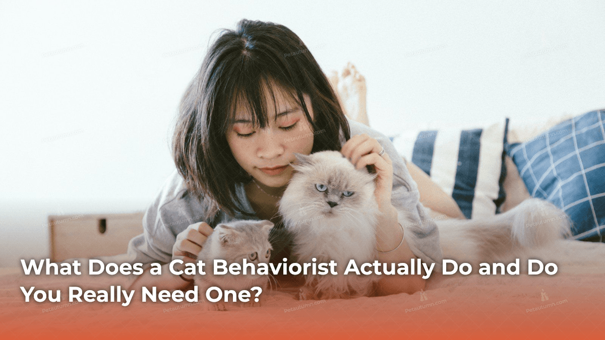 what-does-a-cat-behaviorist-actually-do-and-do-you-really-need-one