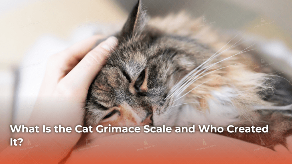 what-is-the-cat-grimace-scale-and-who-created-it