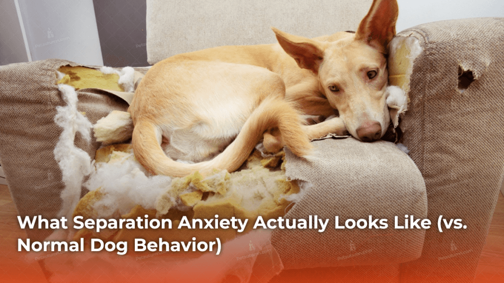 what-separation-anxiety-actually-looks-like-vs-normal-dog-behavior