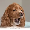Why Your Pet's 1 Cough Might Need a Vet Visit in 2026 and Beyond