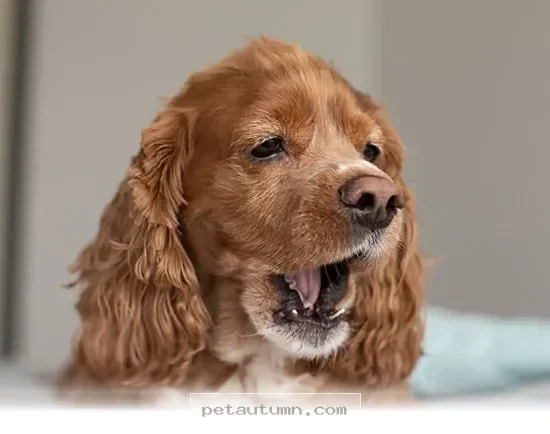 Why Your Pet's 1 Cough Might Need a Vet Visit in 2026 and Beyond