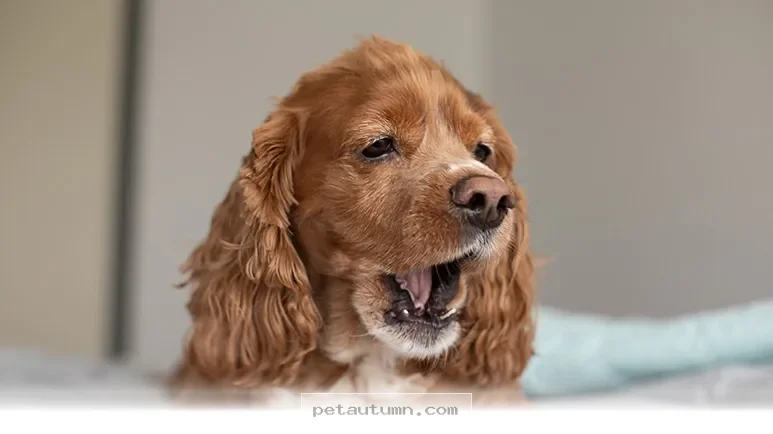 Why Your Pet’s 1 Cough Might Need a Vet Visit in 2026 and Beyond