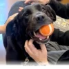 After 1 Long Year This Happy Rescue Dog Finally Found A Loving Home