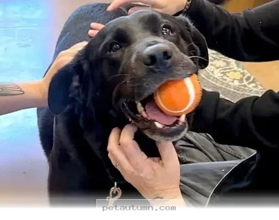 After 1 Long Year This Happy Rescue Dog Finally Found A Loving Home