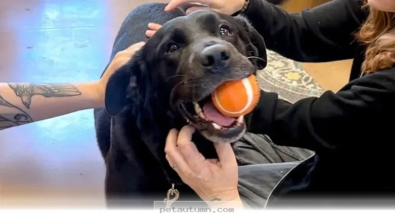 After 1 Long Year This Happy Rescue Dog Finally Found A Loving Home