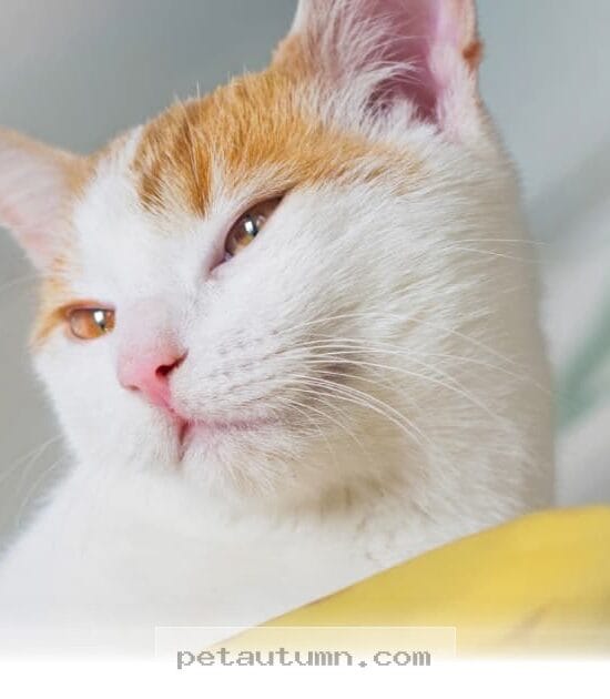 Are Bananas Safe for Your Cat to Snack on During 2026?