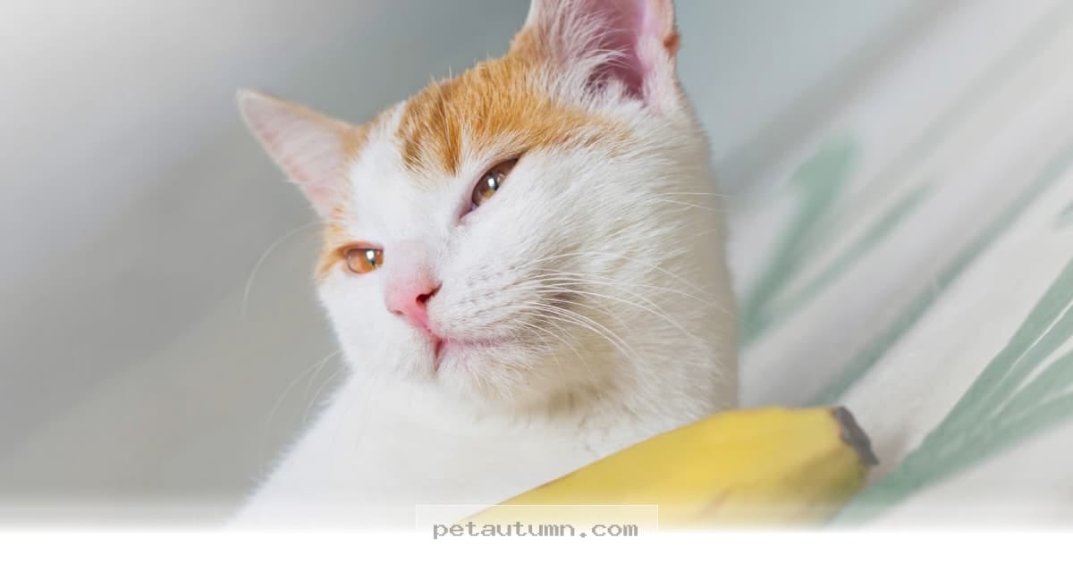 Are Bananas Safe for Your Cat to Snack on During 2026?