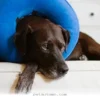 Best Age to Spay or Neuter Your Dog for a Healthy 2026 Lifestyle