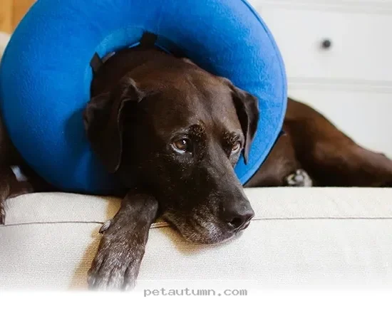 Best Age to Spay or Neuter Your Dog for a Healthy 2026 Lifestyle