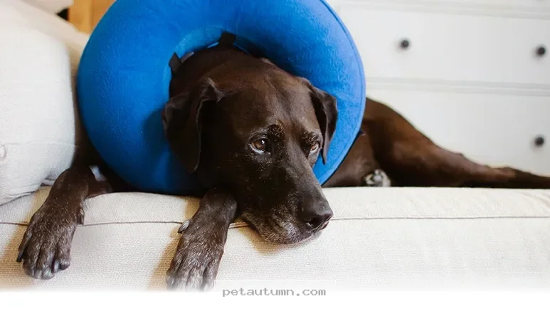 Best Age to Spay or Neuter Your Dog for a Healthy 2026 Lifestyle
