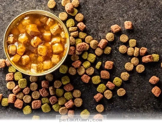 Better Ways to Feed Your Pet 5 Healthy Meal Strategies for 2026