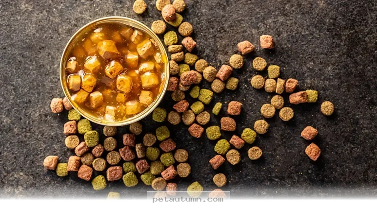 Better Ways to Feed Your Pet 5 Healthy Meal Strategies for 2026