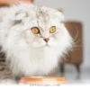 Boost Your Cat's Vitality With 1 Essential Nutrient Guide for 2026