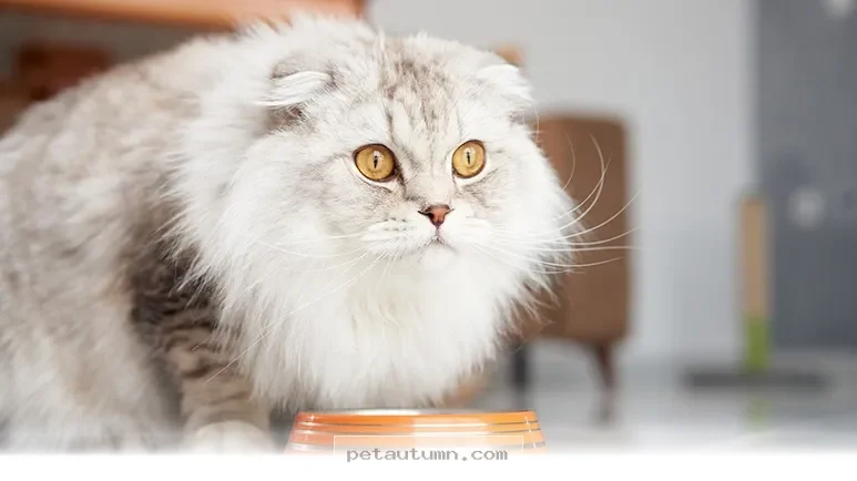 Boost Your Cat’s Vitality With 1 Essential Nutrient Guide for 2026