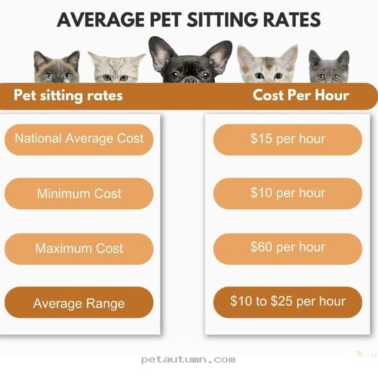 Budgeting for 2026 Cat Sitting Services in Providence Rhode Island