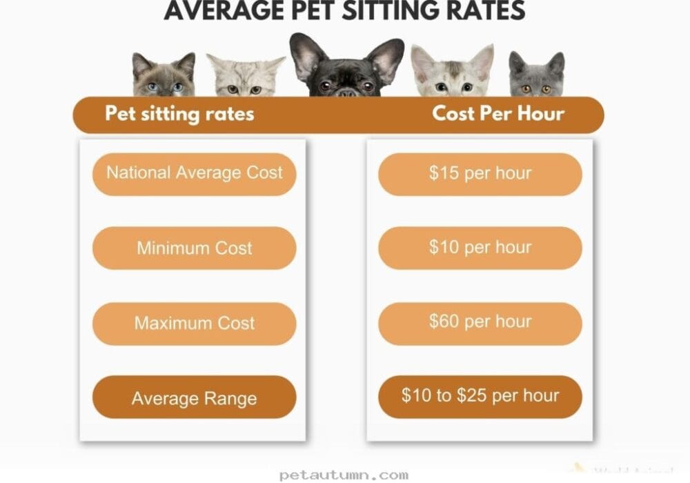 Budgeting for 2026 Cat Sitting Services Throughout Portland Maine