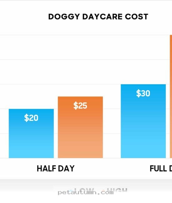 Budgeting for 2026 Dog Daycare Rates in Providence for Your Pet