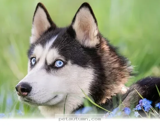 Decoding 5 Reasons Why Your Dog Looks At You Sideways In 2026