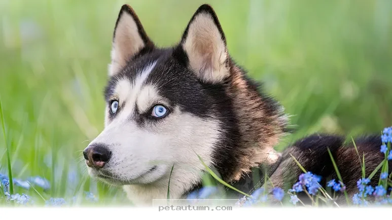 Decoding 5 Reasons Why Your Dog Looks At You Sideways In 2026