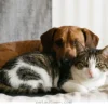 Easy Ways to Improve Indoor Air Quality for Your Pets in 2026