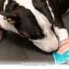 Easy Ways to Keep Your Pet Happy and Pain Free Throughout 2026