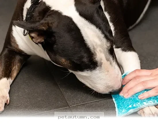 Easy Ways to Keep Your Pet Happy and Pain Free Throughout 2026