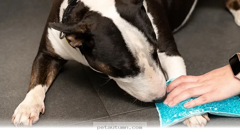 Easy Ways to Keep Your Pet Happy and Pain Free Throughout 2026