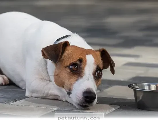 Effective Ways to Help Your Pet Overcome Chronic Tummy Issues in 2026