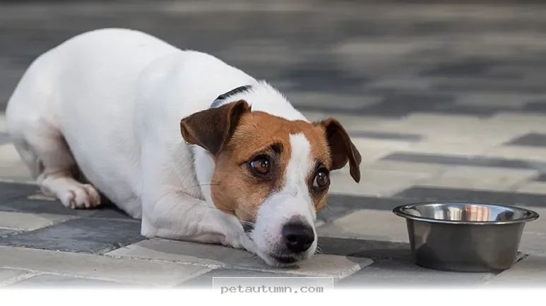 Effective Ways to Help Your Pet Overcome Chronic Tummy Issues in 2026