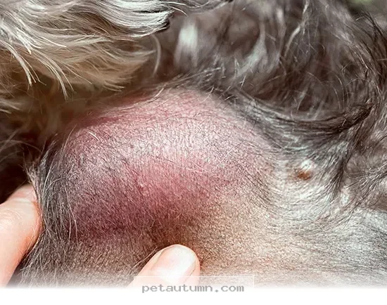 Essential 2026 Guide to Identifying 10 Pet Cancer Signs and 5 Risks