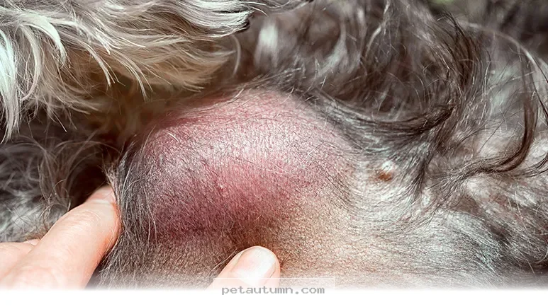 Essential 2026 Guide to Identifying 10 Pet Cancer Signs and 5 Risks