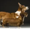 Essential 2026 Health Tips for Keeping Your 5 Favorite Pet Breeds Well