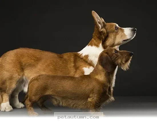 Essential 2026 Health Tips for Keeping Your 5 Favorite Pet Breeds Well