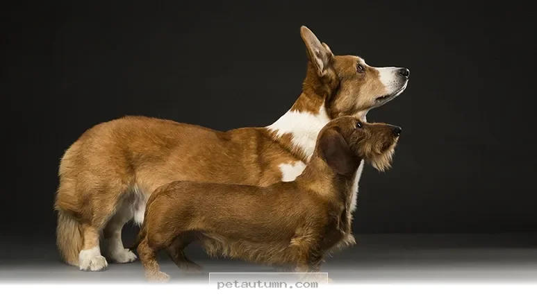 Essential 2026 Health Tips for Keeping Your 5 Favorite Pet Breeds Well