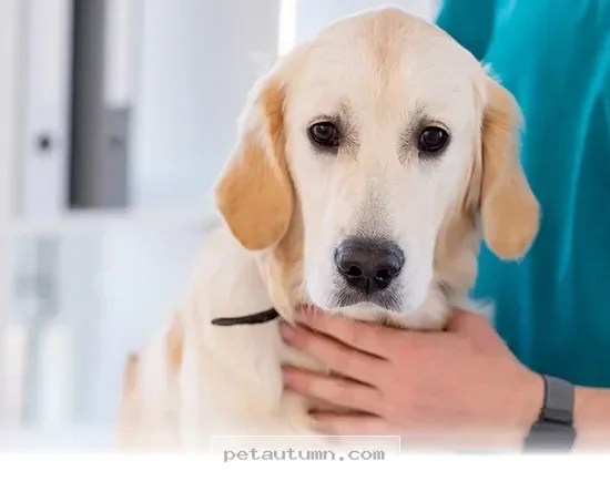 Essential 2026 Health Tips for Keeping Your Large Breed Dog Happy