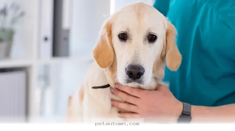 Essential 2026 Health Tips for Keeping Your Large Breed Dog Happy