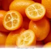 Essential Facts About Sharing Lemons With Your Pet Dog in 2026