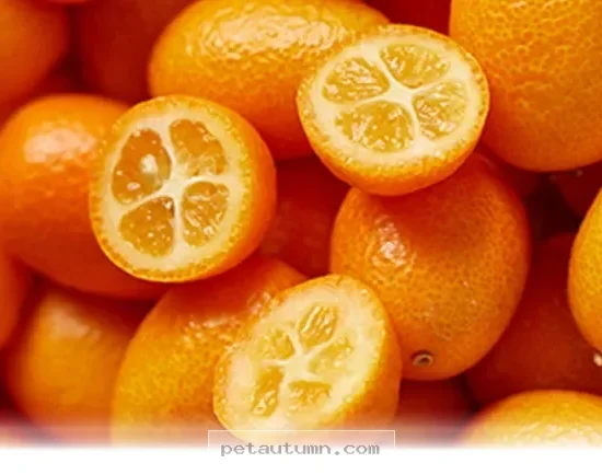 Essential Facts About Sharing Lemons With Your Pet Dog in 2026